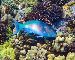 Parrotfish #2 Molokini Crater, Maui by Alison Ranheim 